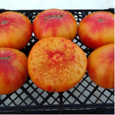 Tomato seeds «Regina's yellow»