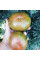 Tomato seeds «Green copia»