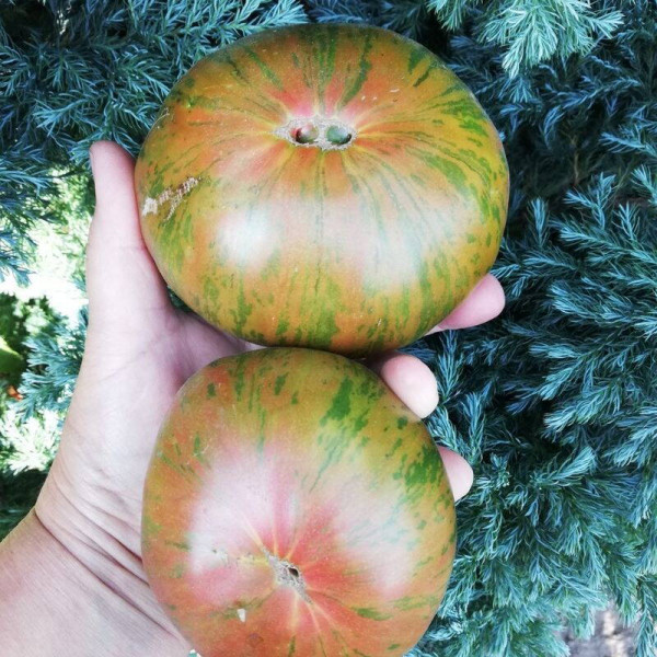 Tomato seeds «Green copia»