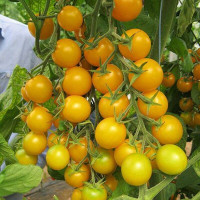 Tomato seeds «Grandson of the crown prince»