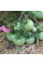 Tomato seeds «Absinthe»