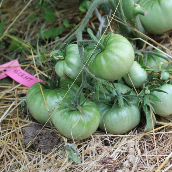Tomato seeds «Absinthe»