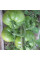 Tomato seeds «Absinthe»