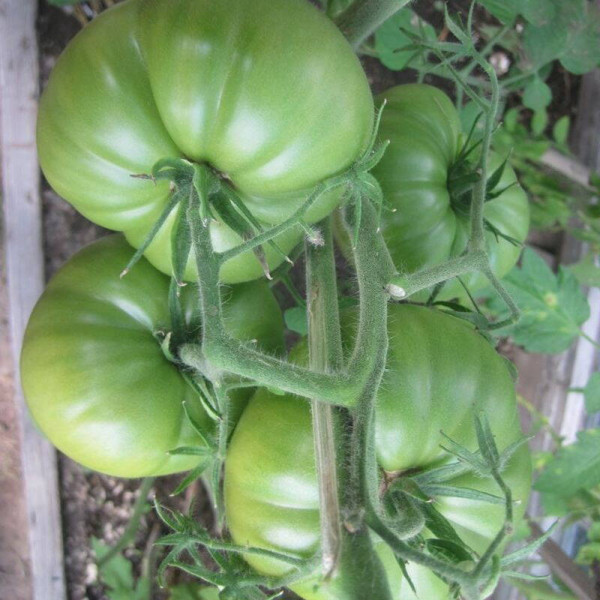 Tomato seeds «Absinthe»