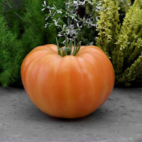 Tomato seeds «Minnie’s Pin stripe»