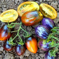 Tomato seeds «Brad’s atomic grape»