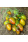 Tomato seeds «Brad’s atomic grape»