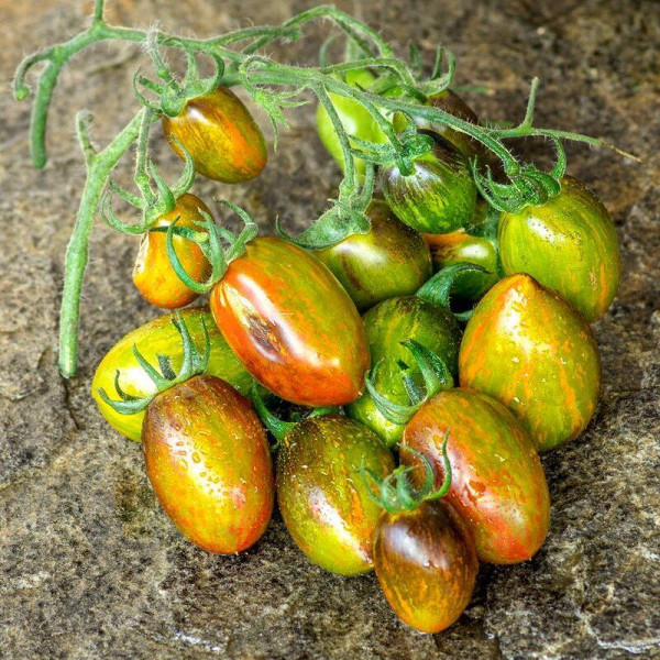 Tomato seeds «Brad’s atomic grape»