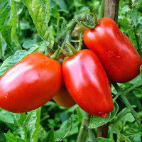 Tomato seeds «Ranovyk»