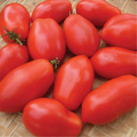 Tomato seeds «Chizhik»
