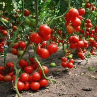 Tomato seeds «Forward»