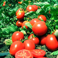 Tomato seeds «Master»