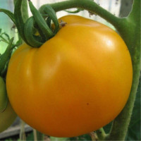 Tomato seeds «Orangeade»