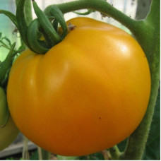 Tomato seeds «Orangeade»