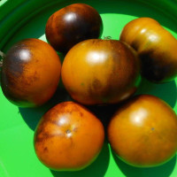 Tomato seeds «Muddy waters»