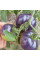 Tomato seeds «Muddy waters»