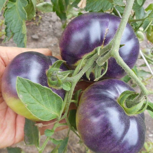 Tomato seeds «Muddy waters»