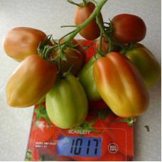 Tomato seeds «Pastel sleeves»