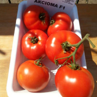 Семена томата «Аксиома» F1