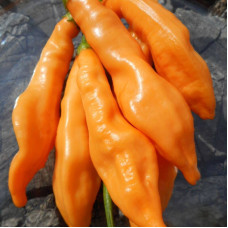 Hot pepper seeds «Aji Melocoton»