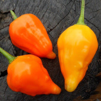 Hot pepper seeds «Peruviano Arancio»