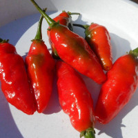 Hot pepper seeds «Serpent Noir»
