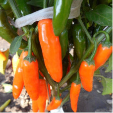 Hot pepper seeds «Jalapeno orange»