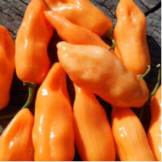 Hot pepper seeds «Mako kokoo peach»