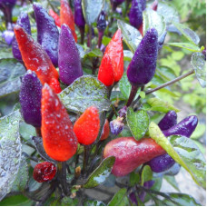 Hot pepper seeds «Explosive ember»