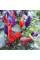 Hot pepper seeds «Explosive ember»