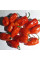 Hot pepper seeds «Habanero Gambia»