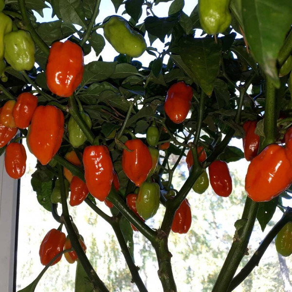 Hot pepper seeds «Habanero Gambia»