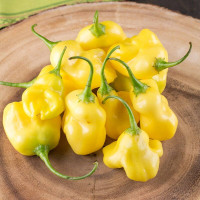 Hot pepper seeds «Aji fantasy»