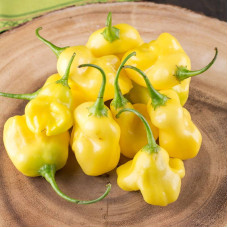 Hot pepper seeds «Aji fantasy»
