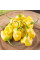 Hot pepper seeds «Aji fantasy»