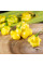 Hot pepper seeds «Aji fantasy»