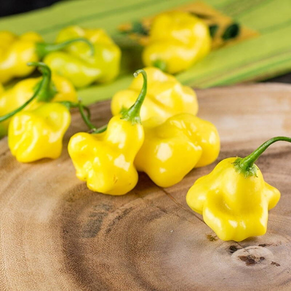 Hot pepper seeds «Aji fantasy»