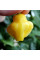 Hot pepper seeds «Aji fantasy»