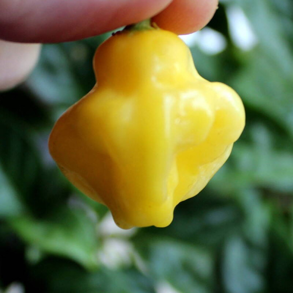 Hot pepper seeds «Aji fantasy»