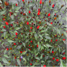 Hot pepper seeds «Mini purple»