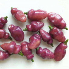 Hot pepper seeds «Fidalgo Roxa»