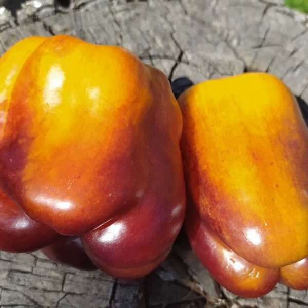 Семена перца сладкого «Пурпл смадж голд»