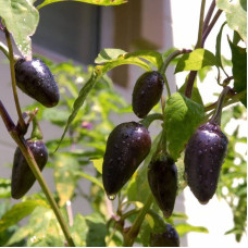 Hot pepper seeds «Jalapeno purple»