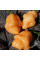 Hot pepper seeds «7 pot white»