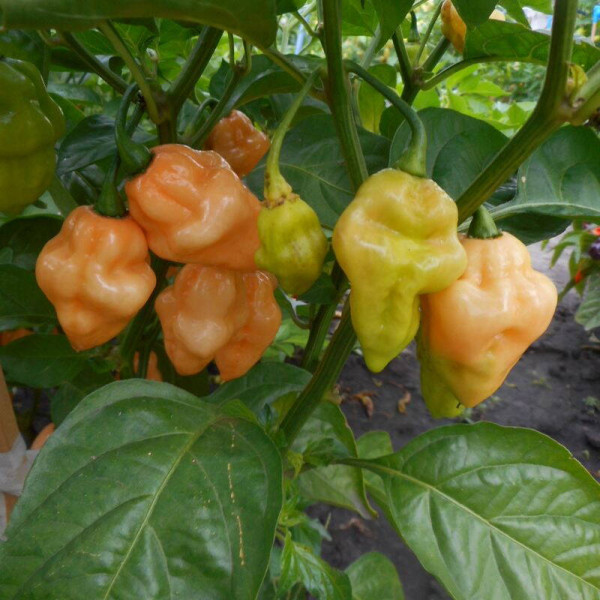 Hot pepper seeds «7 pot white»
