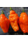 Hot pepper seeds «Scotch bonnet saraga»