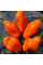 Hot pepper seeds «Scotch bonnet saraga»