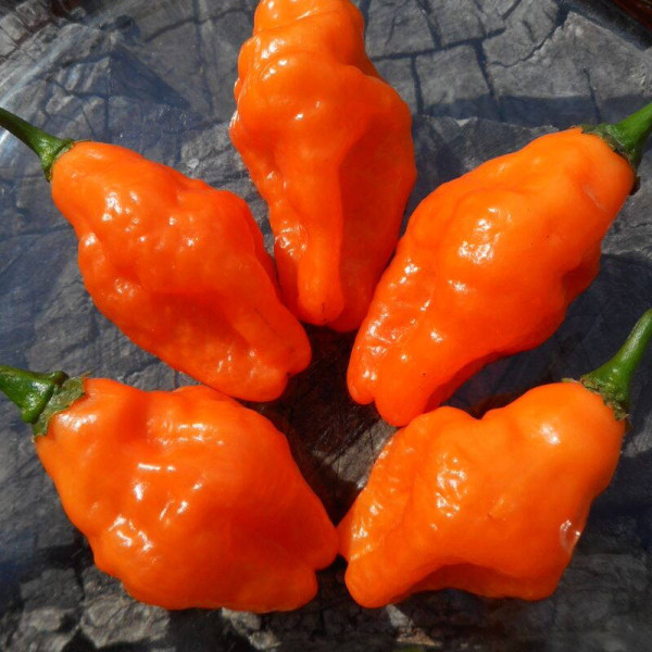 Hot pepper seeds «Scotch bonnet saraga»