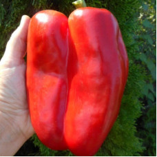 Sweet pepper seeds «Big ship of the desert»