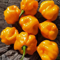 Hot pepper seeds «Petenero»